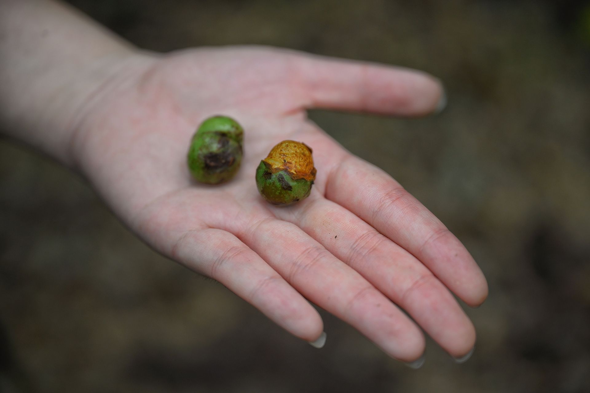 Fallen fruits from a Prunus polystachya tree in the Central Catchment Nature Reserve. From prior studies, researchers know these fruits are consumed likely by larger animals, such as long-tailed macaques.