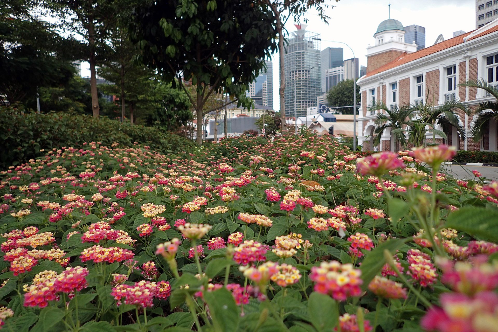 Vibrant pink and yellow Lantanas along Neil Road on March 1. Nectar-rich flowers make this evergreen shrub ideal for butterfly gardens. ST PHOTO: NEO XIAOBIN
