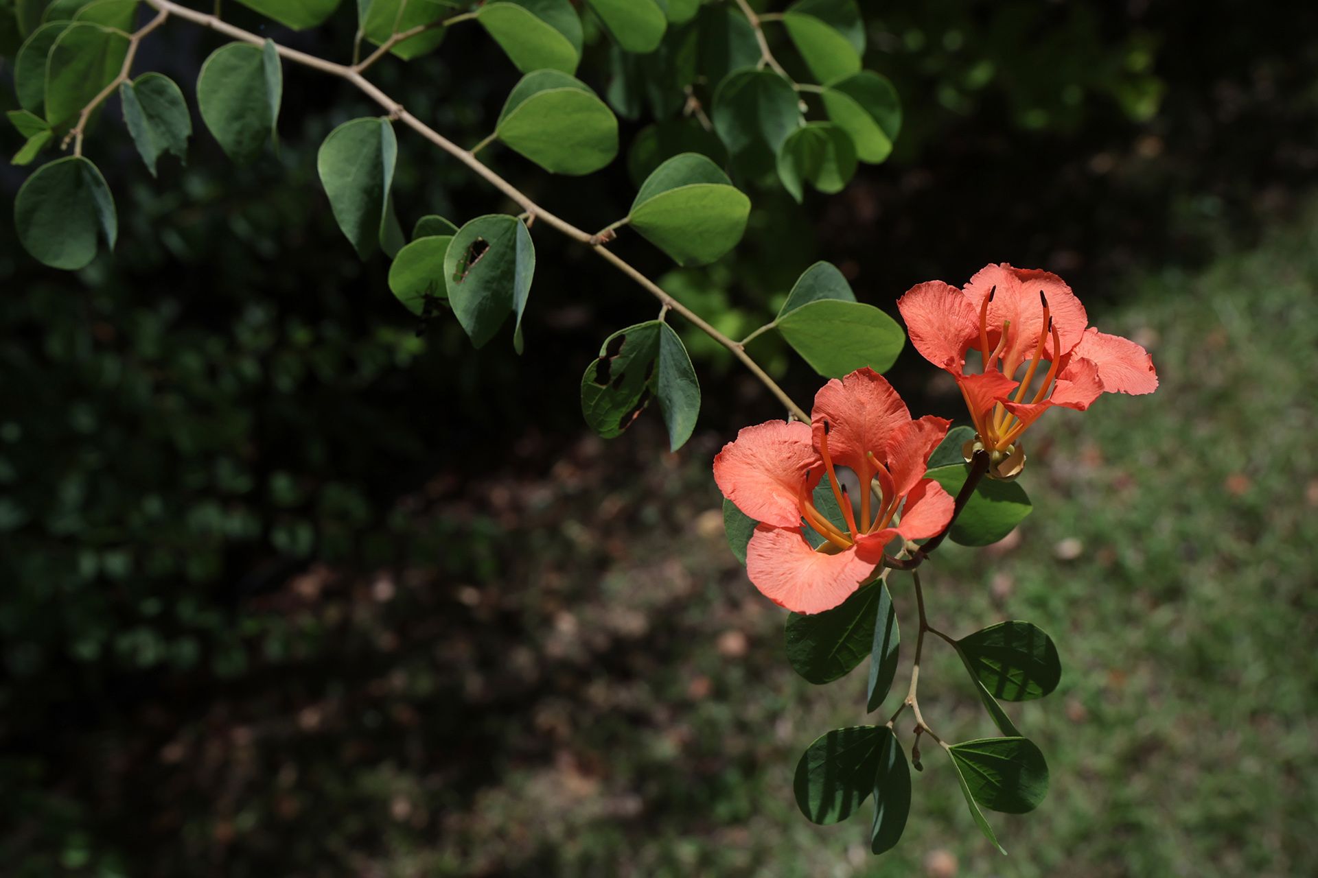 Also known as the red butterfly tree, this climbing shrub’s leaves resemble a butterfly in shape. ST PHOTO: NEO XIAOBIN