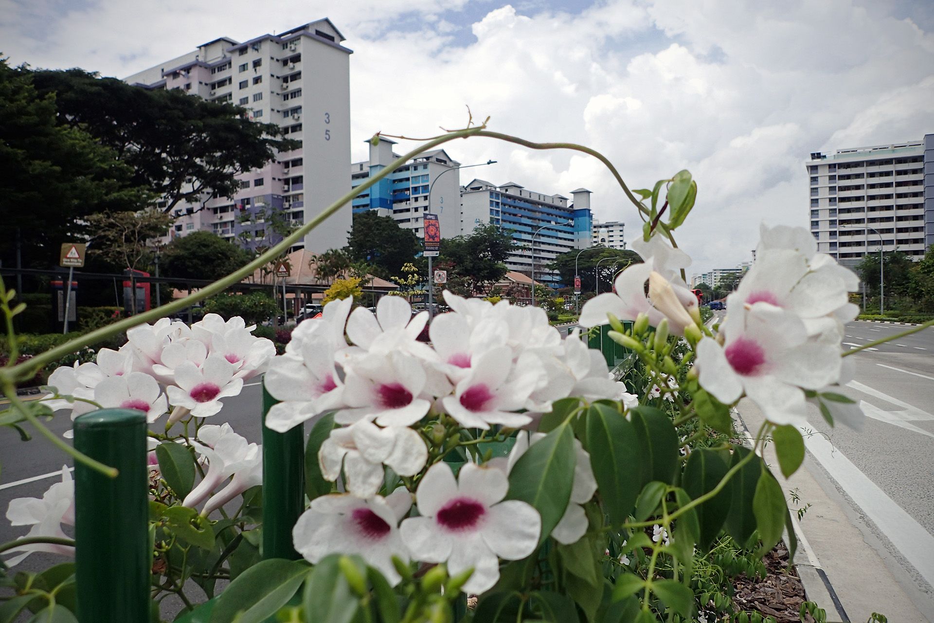 The elegant white trumpet-shaped flowers with dark pink throats of variegated bower vines that line the road divider along Bedok North Ave 1, captured on March 1. ST PHOTO: NEO XIAOBIN