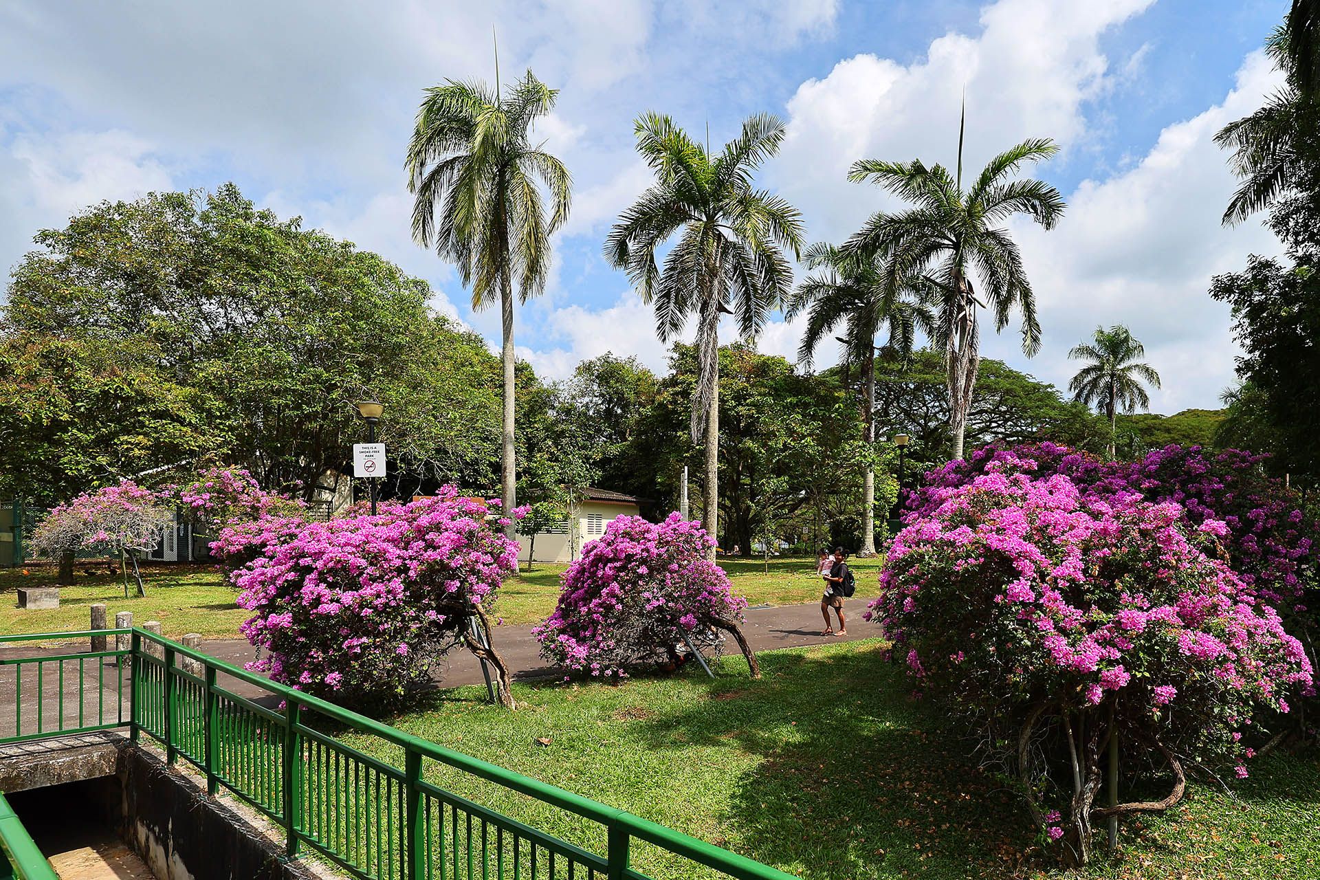 The ubiquitous shrub blooms all year in hot, wet Singapore. ST PHOTO: KELVIN CHNG