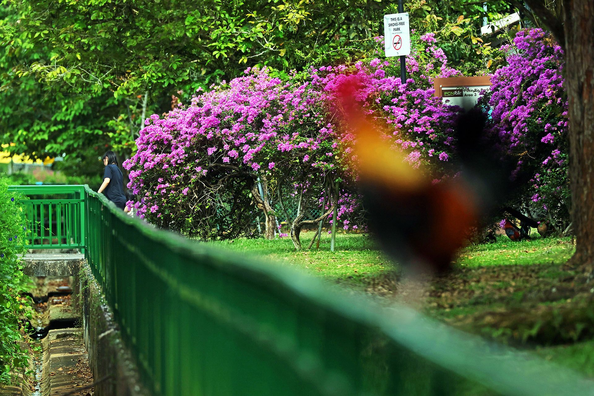The colours of a jungle fowl in the foreground stand in striking contrast to the bougainvillea at Pasir Ris on Feb 25. ST PHOTO: KELVIN CHNG