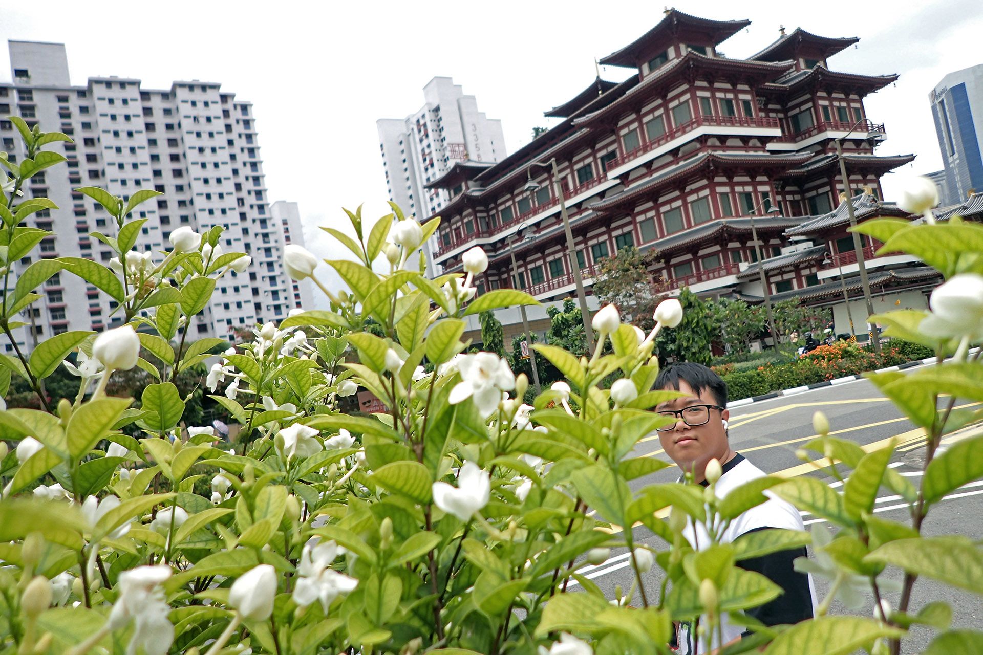A flowering walidda near Maxwell Food Centre on March 1. The plant has white fragrant five-petaled flowers with a yellow centre. ST PHOTO: NEO XIAOBIN