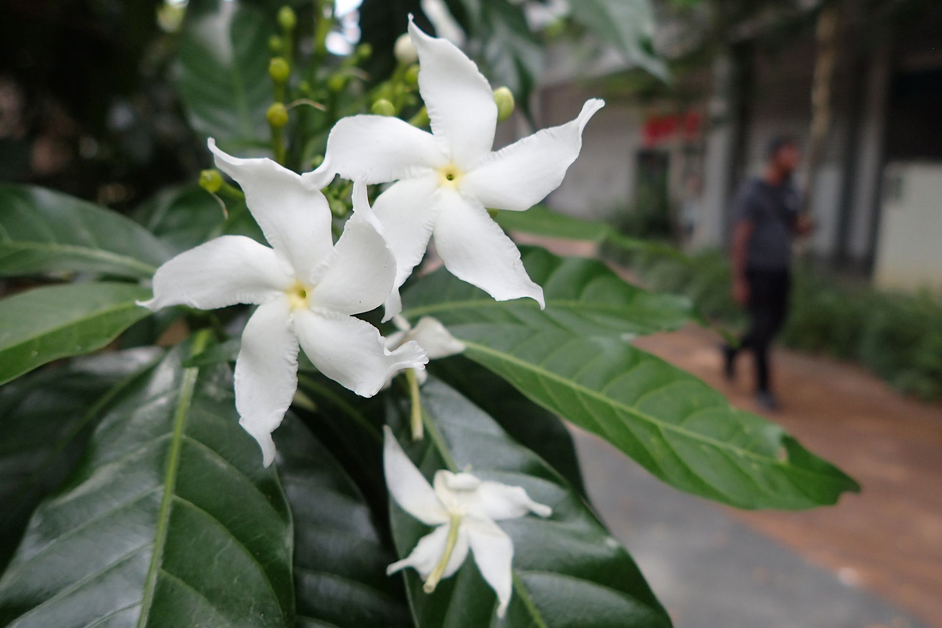 A pinwheel flower shrub in bloom along New Upper Changi Road, near Bedok Mall on March 1. ST PHOTO: NEO XIAOBIN