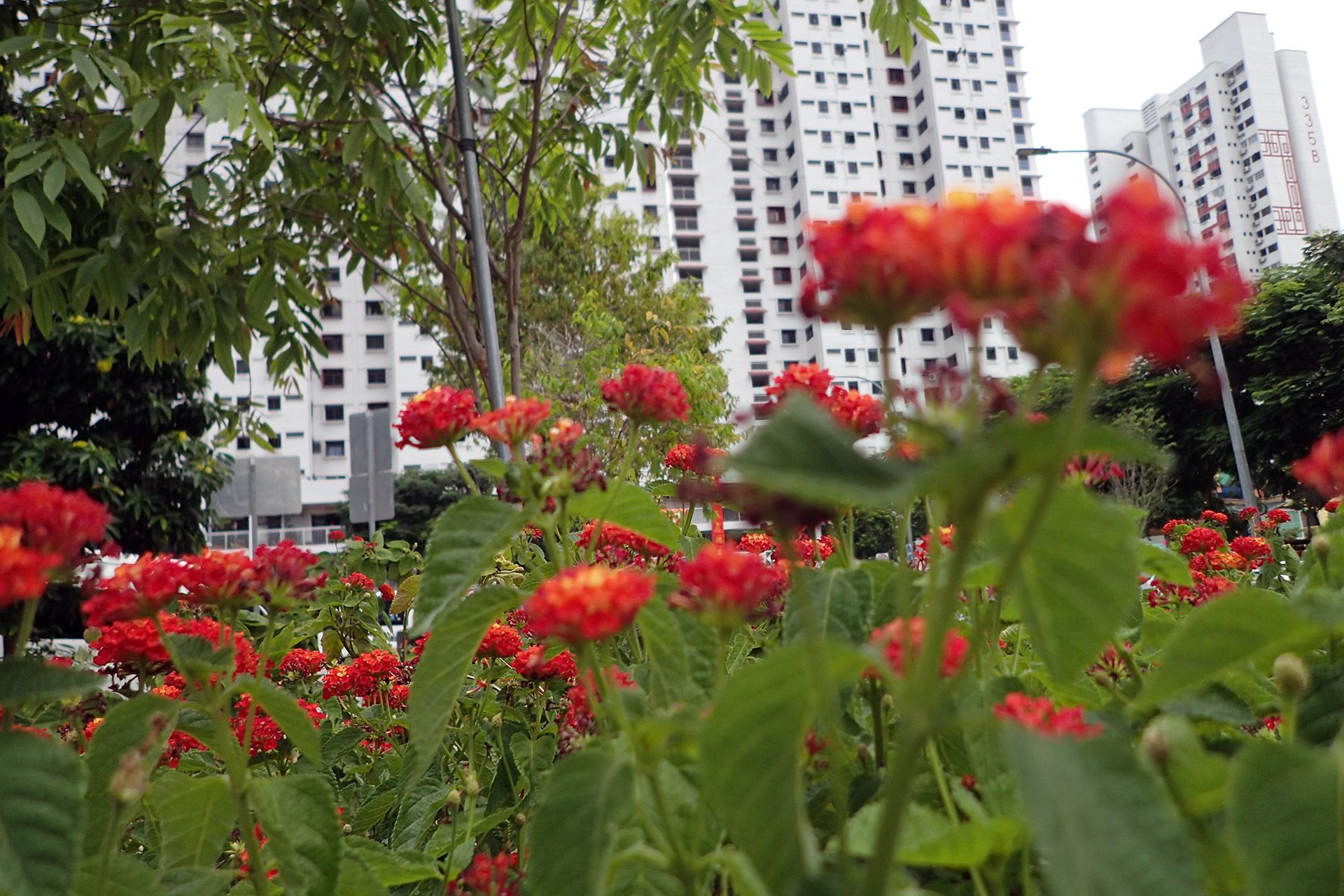 Lantana, seen along South Bridge Road on March 1, is planted for its abundance of brightly coloured flowers. ST PHOTO: NEO XIAOBIN