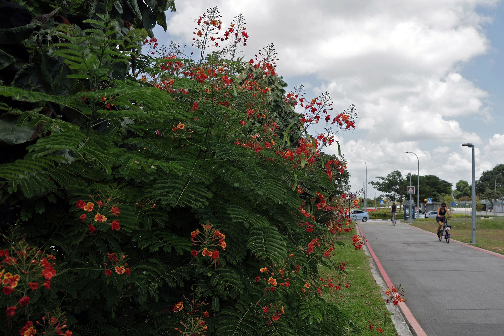 Peacock flowers blooming along Tanah Merah Coast Road on March 1. ST PHOTO: NEO XIAOBIN