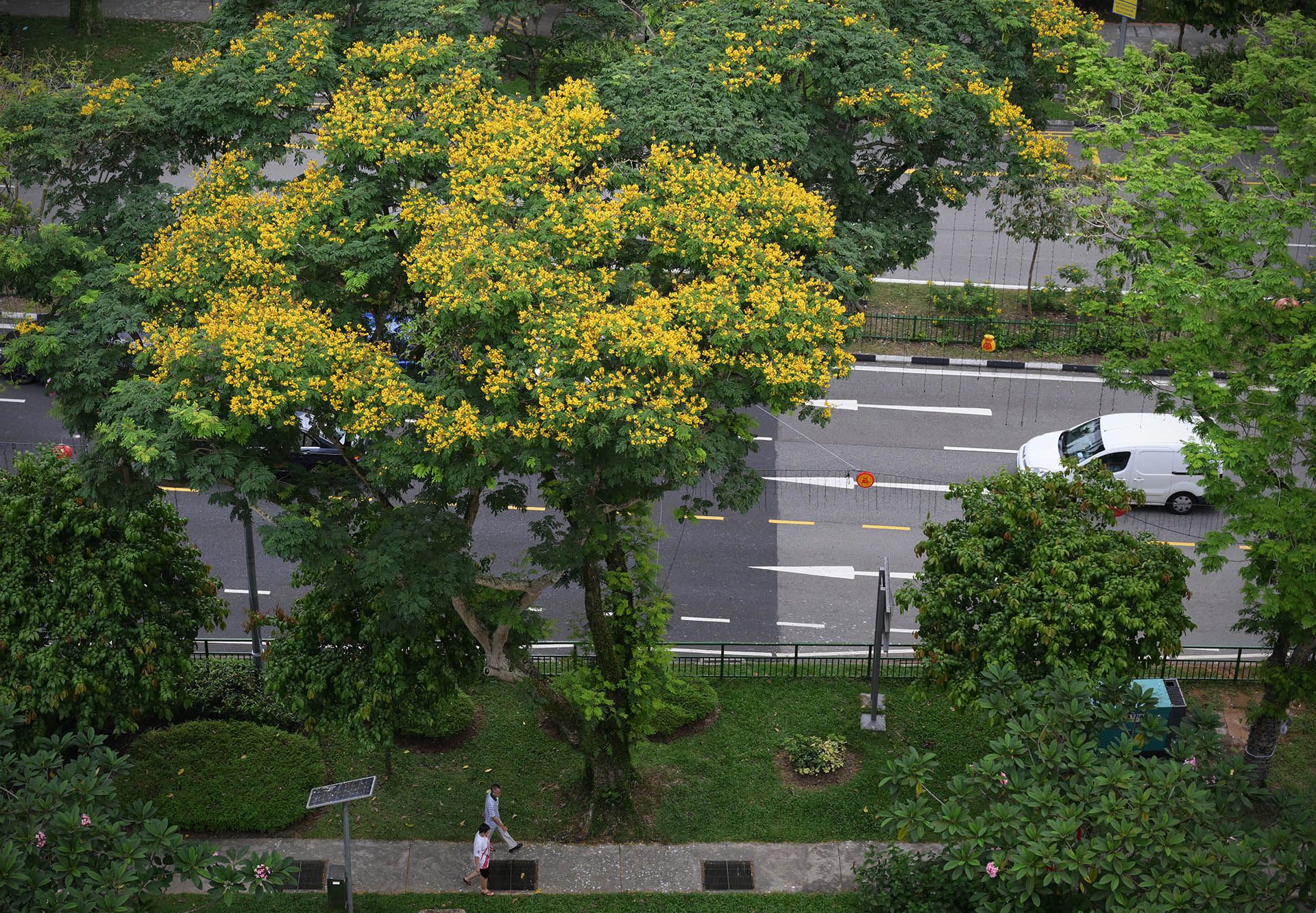 Brilliant yellow blossoms crown yellow flame trees along Bukit Panjang Road blooms on March 1. This drought-resistant tree is well adapted to Singapore’s sunny urban conditions and is a popular choice for roadside planting. ST PHOTO: NG SOR LUAN