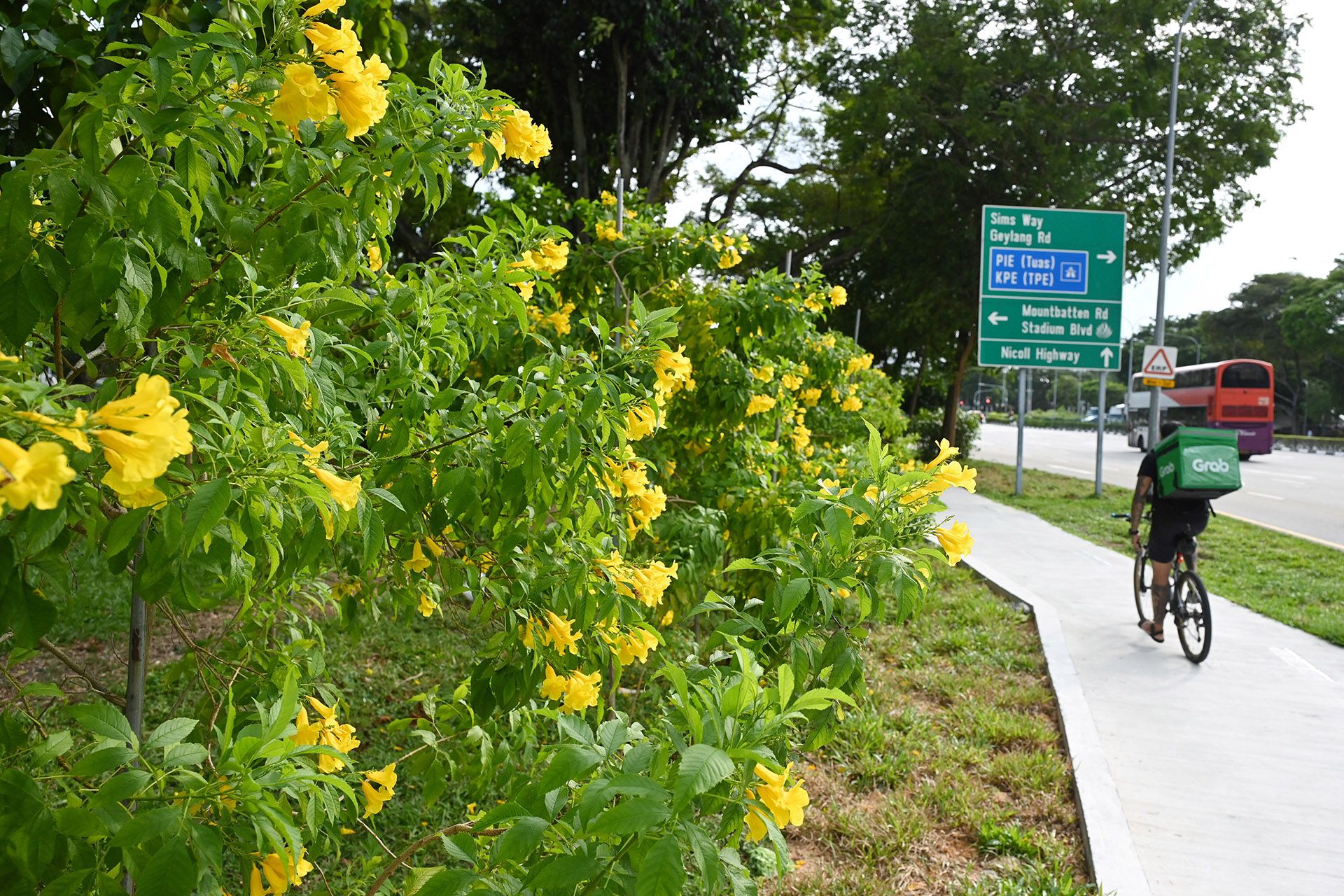 Yellow trumpet flowers next to Kallang Fire Station in Guillemard Road on Feb 24. ST PHOTO: DESMOND WEE