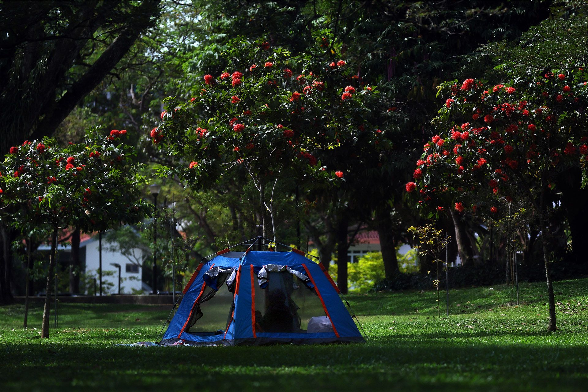 Camping against a backdrop of red Saracas in bloom at Pasir Ris Park on Feb 25. ST PHOTO: KELVIN CHNG